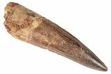 Spinosaurus Tooth - Real Dinosaur Tooth #191328-1